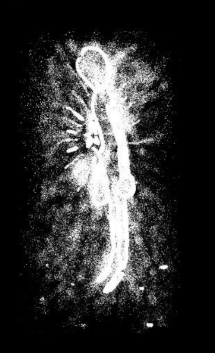 la guerra delle formiche - taigeto18